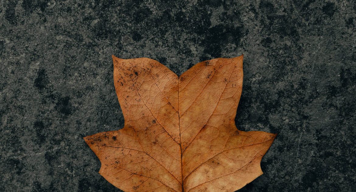 clay-banks-qcse15im24I-unsplash